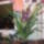 Csodas_szepsegem__1566277_8936_t