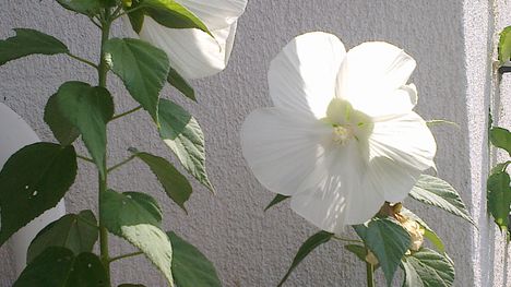 Hibiszkusz