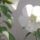 Hibiszkusz-001_1566982_6660_t