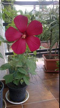 Hibiszkusz