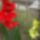 Kardvirag-002_1566984_3881_t