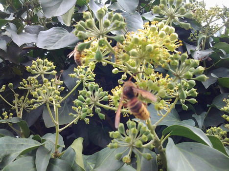 méhecskék az őszi borostyánunkon