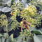 méhecskék az őszi borostyánunkon