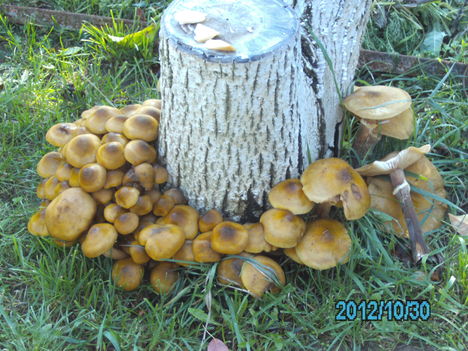 Minden évben megjelennek ezek a gombák.