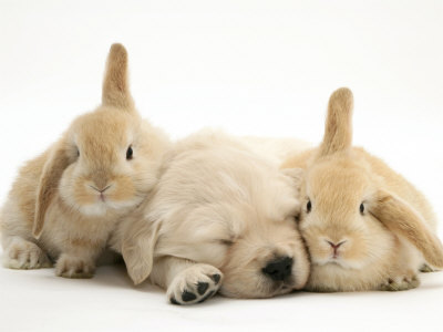 bunny_puppy_bunny