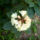 Jeli_arboretumban_keszult_fotok_majusban_10_1567638_2083_t