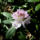Jeli_arboretumban_keszult_fotok_majusban_13_1567641_9482_t