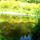 Jeli_arboretumban_keszult_fotok_majusban_14_1567642_6230_t