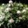 Jeli_arboretumban_keszult_fotok_majusban_15_1567643_1590_t