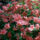 Jeli_arboretumban_keszult_fotok_majusban_16_1567644_7051_t