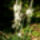 Jeli_arboretumban_keszult_fotok_majusban_19_1567647_1015_t