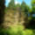 Jeli_arboretumban_keszult_fotok_majusban_1_1567629_4431_t