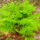 Jeli_arboretumban_keszult_fotok_majusban_20_1567649_1355_t