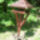 Jeli_arboretumban_keszult_fotok_majusban_23_1567652_9388_t