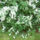 Jeli_arboretumban_keszult_fotok_majusban_25_1567654_3778_t