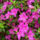 Jeli_arboretumban_keszult_fotok_majusban_26_1567655_6686_t