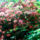 Jeli_arboretumban_keszult_fotok_majusban_3_1567631_8550_t