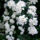 Jeli_arboretumban_keszult_fotok_majusban_5_1567633_5668_t