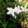 Jeli_arboretumban_keszult_fotok_majusban_6_1567634_4397_t