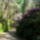 Jeli_arboretumban_keszult_fotok_majusban_7_1567635_4383_t