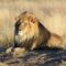 260px-Lion_waiting_in_Namibia  Oroszlán