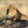 260pxlion_waiting_in_namibia__oroszlan_1568980_8276_t