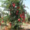 450px-Pommegranate_tree01 almafa