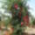 450pxpommegranate_tree01_almafa_1568378_9851_t