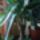 Jukka__yucca_elephantipes_1568669_3315_t