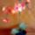 Orhidea_2_agu_melirozott_1568859_4556_t
