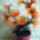 Orhidea_2_agu_narancssarga_1568845_3108_t