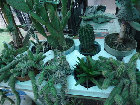 Pozsgások, kaktuszok téli pihenője