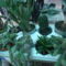 Pozsgások, kaktuszok téli pihenője