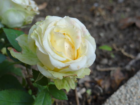 Rózsa 1 (2012,11,11)