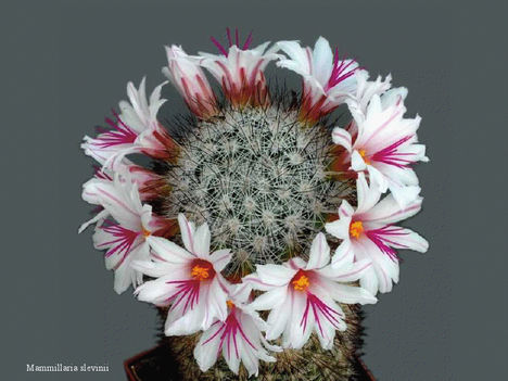 viewer Kaktusz virága...