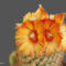 viewer.Kaktusz virágzás...