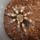 B_smithi_001-001_1056632_5007_t