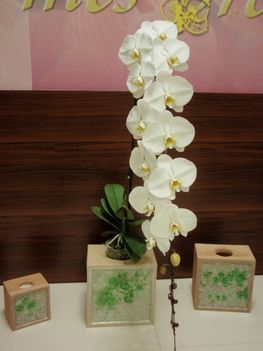 Phalaenopsis 'Big White'