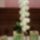 Phalaenopsis_big_white_1056436_1054_t