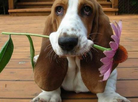Sziasztok,hoztam Nektek egy szál virágot,elfogadjátok?Kellemes hétvégét mindenkinek!!!!!!!!!!!!!!