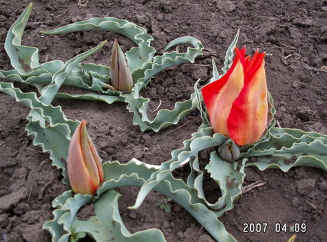 Tulipa vvedenskyi 'Tangerine Beauty'