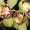 zöld cymbidium