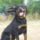Dozer-001_1571456_5699_t