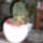 Echinopsis_eyreisi_anya_to_1525_eves_1571189_5337_t