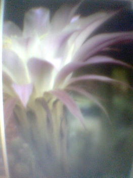 Echinopsis eyreisi virág