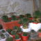 echinopsis magoncok