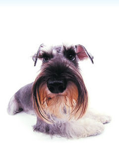 Schnauzer