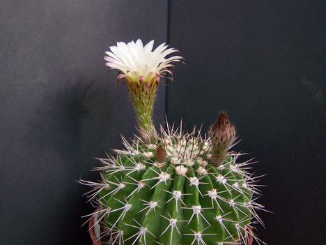 1394 Acanthocalycium klimpelianum