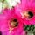 Echinopsis_kermesina_1572035_7820_t