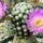 Mammillaria_luethyi_1572031_9074_t